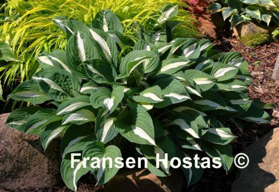 Hosta Risky Business